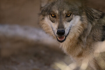 Mexican wolf, Canis lupus baileyi in Arizona. © Agnieszka
