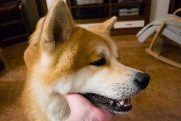 Someone's hand tenderly holds an Akita dog under its neck, showcasing a bond filled with love and...