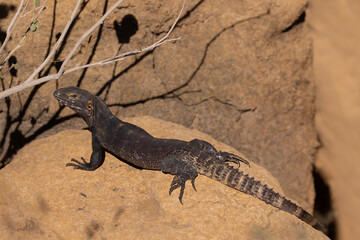 Spiny-tailed lizard, Uromastyx in Arizona.