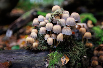 mushrooms in the forest