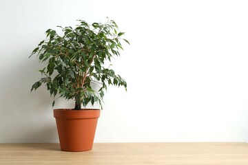 Beautiful lush houseplant Ficus Benjamina in a pot on table