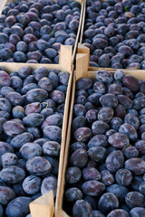 Plums. Wooden crates with ripe blue plums from the garden. Harvest of plum. Food fruit background. Harvesting in the garden.