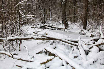Landscape of dense winter snowy forest with view of frozen stream on frosty cloudy day