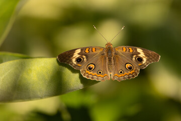 Fototapeta premium Common buckeye butterfly closeup with open wings, in Minnesota.