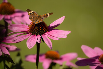 Common buckeye butterfly, Junonia coenia, eyespots on wings. 