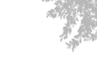 Shadow overlay effect. Abstract tree leaves shadow isolated on white wall background. Natural foliage branches blur light effect. Realistic mockup tree shadow on transparent PNG design elements