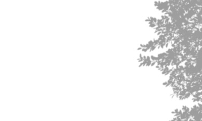 Shadow overlay effect. Organic plant shadows. Sunlight background. Leaves and branches silhouette. Transparent background design. Abstract nature texture. Design elements PNG
