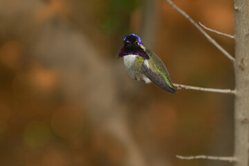 Costa's hummingbird, Calypte costae, Arizona.
