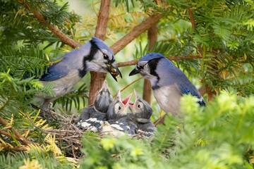 Blue jay family, Cyanocitta cristata, nesting in Minnesota's garden. © Agnieszka