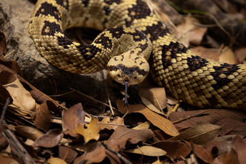 Black -tailed rattlesnake, Crotalus molossus, in Arizona.
