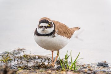 Little ringed plover (Charadrius dubius), bird standing on the lake shore