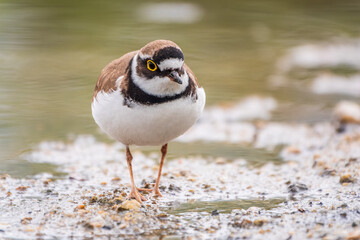 Little ringed plover (Charadrius dubius), bird standing on the lake shore