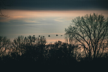 Birds Migrating 