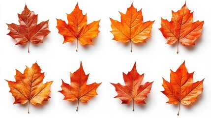 Obraz premium Eight vibrant autumn maple leaves in symmetrical arrangement