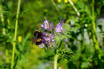 Phacelia. Purple flower of the Borachnikovye family. The world of nature.