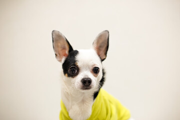 A Chihuahua dog. Portrait of a purebred, funny puppy indoors. Pets.