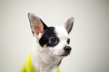 A Chihuahua dog. Portrait of a purebred, funny puppy indoors. Pets.