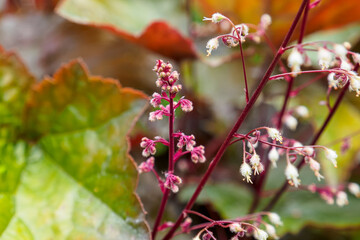 The flower is a geyhera, a garden-growing flowering plant.