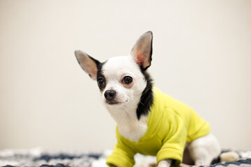 Chihuahua. A portrait of a purebred, cute puppy indoors. Pets.
