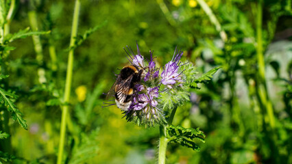Phacelia. Purple flower of the Borachnikovye family. The world of nature.