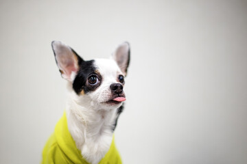A Chihuahua dog. Portrait of a purebred, funny puppy indoors. Pets.