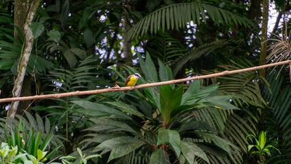 Beautiful colorful bird eating fruit in a nature reserve in Costa Rica