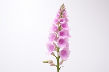 Obraz premium Foxglove blossom flower petal.