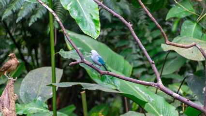 Beautiful colorful bird eating fruit in a nature reserve in Costa Rica