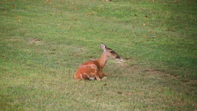 A female Whitetail Deer, doe, is lying down, in the open, chewing on her cud when she is startled by Wild Turkeys.  You can see the cud in her throat as she swallows.