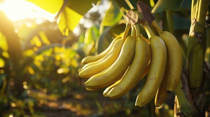 Ripe bananas hanging on tree in sunny plantation