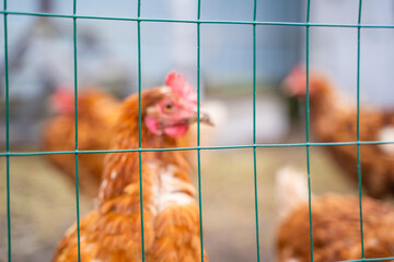 Chicken in blurred background, focus on foreground on fence mesh