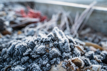 Ash from the fireplace on a compost heap in winter close-up in frost