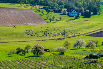 Schafe bei B&uuml;schlehof am Derdinger Horn