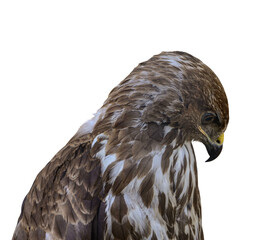 head eagle with drooping head on transparent background.
