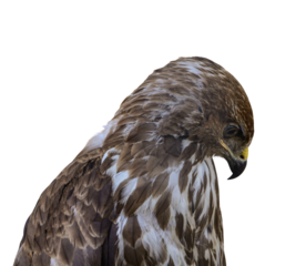 head eagle with drooping head on transparent background.
