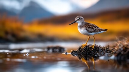 Obraz premium An elegant wader bird stands confidently on a rock amid a stunning autumn landscape, showcasing the vibrancy of nature with a blurred background and rich colors.