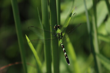 dragonfly on a leaf