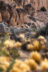 Wild guanacos in Ptagaonia Park in southern Patagonia