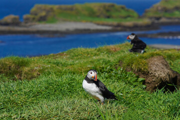 Atlantic puffin on the isle of Lunga in Scotland. The puffins breed on Lunga, a small island of the coast of Mull. 