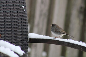 sparrow on the snow