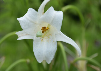 Fototapeta premium Fantastic Close up of a Trumpet Lily