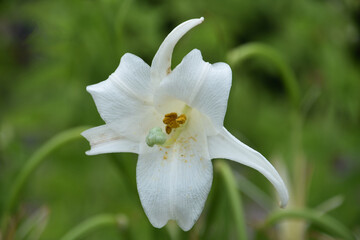 Fototapeta premium Looking into the Center of a Trumpet Lily