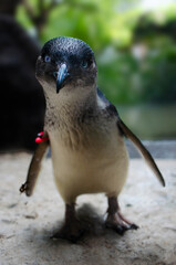 Naklejka premium pinguino