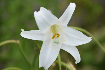 Up Close Look at a White Trumpet Lily