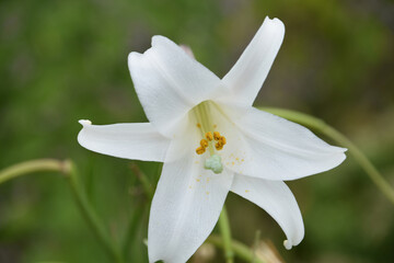 Fototapeta premium Looking into the Center of a Flowering Trumpet Lily