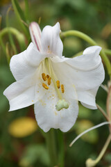 Looking into the Center of a White Trumpet Lily