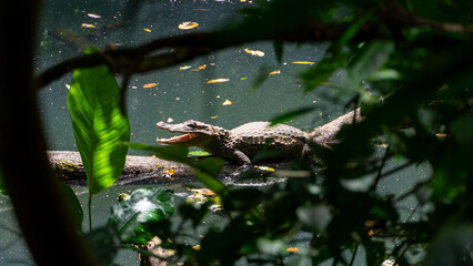 Costa Rica River Cayman Crocodile