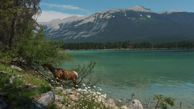 Elk grazing at Edith Lake, Jasper, Alberta, Canada, Summer 2024. 