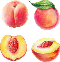 Set of Watercolor Vector Illustrations of Peaches