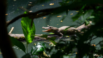 Costa Rica River Cayman Crocodile
